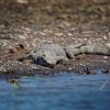 Krokodyl americky - Crocodylus acutus - American Crocodile o0633
